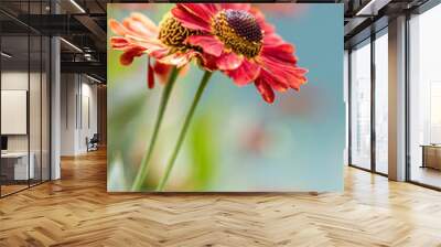 Natural closeup on the colorful orange blossoming common sneezeweed, Helenium autumnale , in the garden. Yellow and red flowers in garden. Wall mural