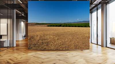 agricultural field with yellowing grass Wall mural