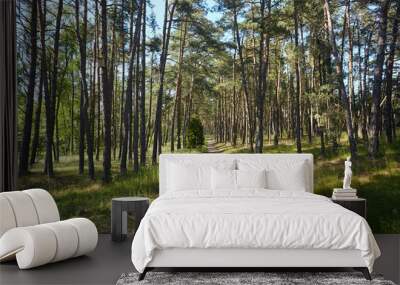 beautiful path in summer forest, wonderful place for bike adventures. Curonian spit, Luthuania Wall mural