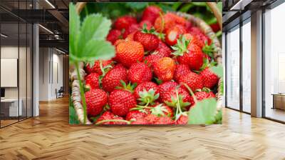 fresh ripe strawberries in a basket Wall mural