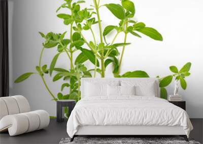 marjoram isolated on white Wall mural