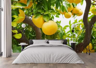 Brunch with ripe grapefruits on the tree Wall mural