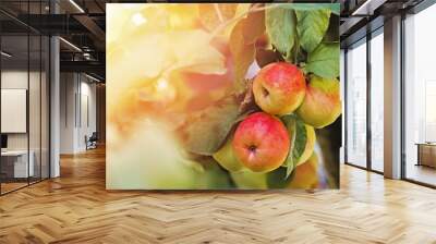 Close-up of red organic apples on the tree in warm light, fall harvest Wall mural