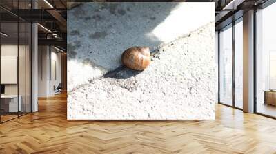 snail on the sand Wall mural