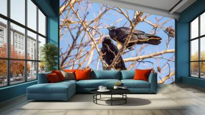 2 crows perched on a branch Wall mural