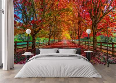 Autumn trees lining driveway  Wall mural