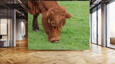 Close-up of head and face of rust colored cow eating grass Wall mural