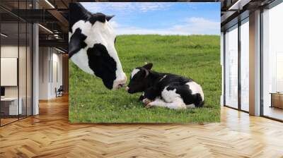 close up of Holstein cow head as she watches over her newborn calf Wall mural