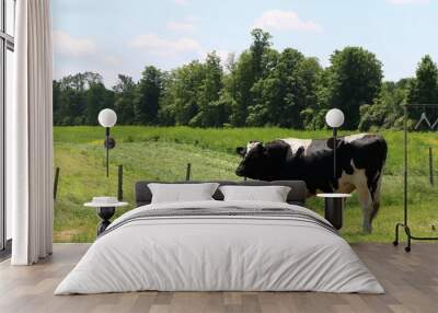 Fully grown Holstein bull in the meadow Wall mural