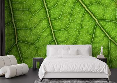 Macro of green leaf, good for background. Wall mural