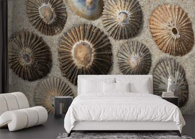 A collection of limpet shells on sand Wall mural