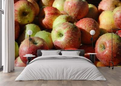 Pile of Gravenstein Apples freshly washed. These are the signature apple of the Sonoma County, California town of Sebastopol. Wall mural