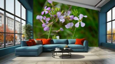 Purple and white colored Wild Radish blossoms (Raphanus raphanistrum) and buds. Wall mural