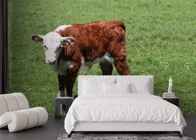 Tiny Hereford calf standing alone in the grass Wall mural