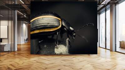 Details of a black beetle with yellow lines on a desaturated background. Wall mural