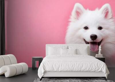 Adorable Samoyed puppy with colourful backdrop. Wall mural