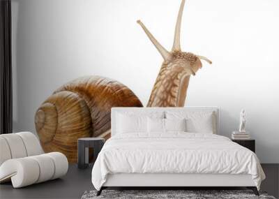 Garden snail isolated on white. Wall mural