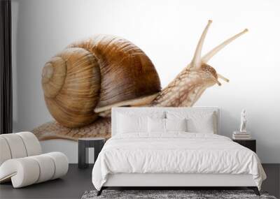 Garden snail isolated on white. Wall mural