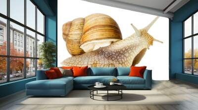 Garden snail isolated on white. Wall mural