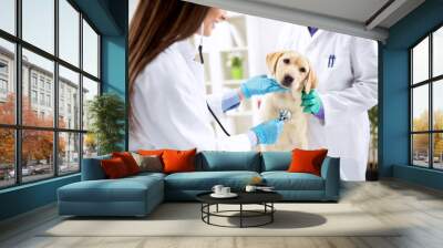 Smiling veterinary examining dog Wall mural