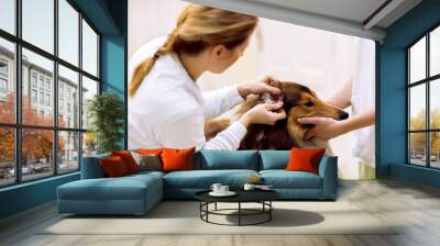 Veterinarian check sick ear to sick dog with otoscope Wall mural