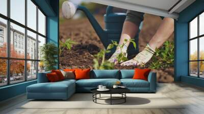 Farmer hands planting to soil tomato seedling in the vegetable garden. On the background a watering can for irrigation. Organic farming and spring gardening concept Wall mural