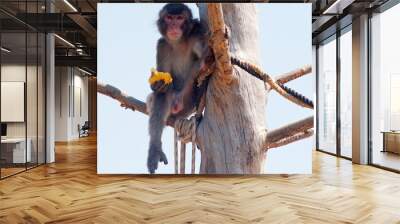 male baboon eats mango on the tree Wall mural