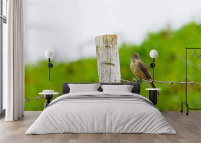 robin on a fence Wall mural