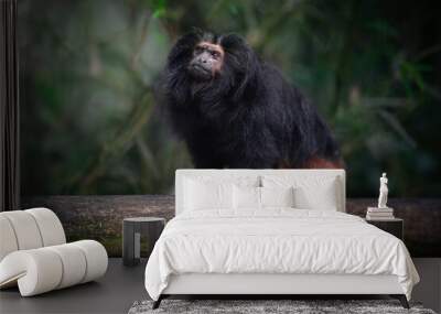 Black Lion Tamarin (Leontopithecus chrysopygus) Wall mural