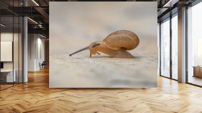 Tiny Garden Snail (Cornu aspersum) Wall mural