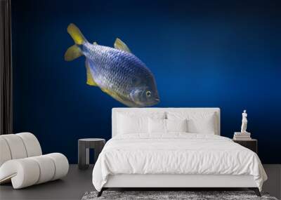 Twospot Astyanax (Astyanax bimaculatus) - Freshwater Fish Wall mural