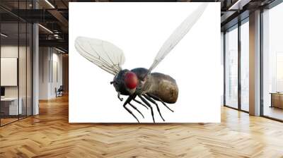 fly on white background Wall mural