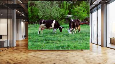 Two Cows Standing In Farm Pasture. Shot Of A Herd Of Cattle On A Dairy Farm. Nature, Farm, Animals Concept. Wall mural