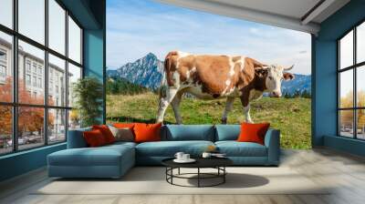 one mottled cow standing in a meadow Wall mural