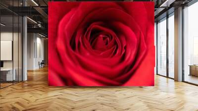 beautiful rose macro close-up in natural light Wall mural