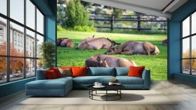 hurd of wild elk in Mammoth, Wyoming Wall mural