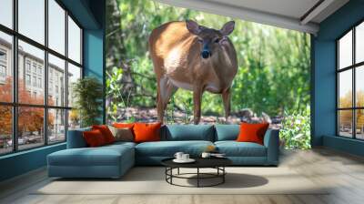 white tail doe deer in forest Wall mural