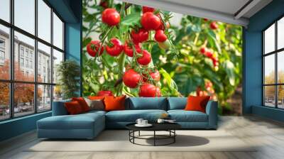 Ripe tomato plant growing in greenhouse. Fresh bunch of red natural tomatoes on a branch in organic vegetable garden. Blurry background and copy space for your advertising text message Wall mural