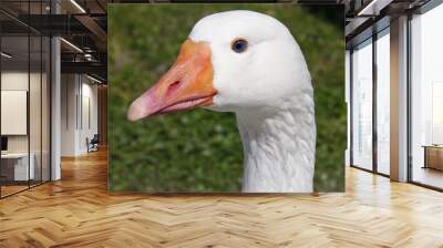 goose portrait Wall mural