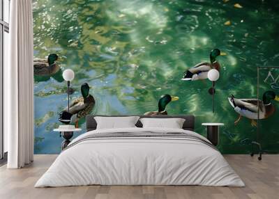 ducks in the water Wall mural