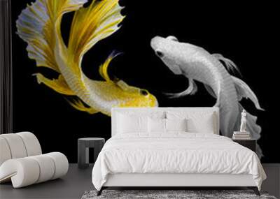 Beautiful movement of golden and silver betta fish, Yellow and white Siamese fighting fish, Betta splendens isolated on black background, Studio shot. Wall mural