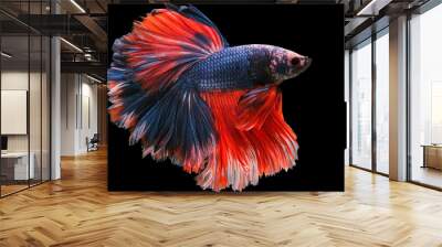 Beautiful movement of red blue Siamese fighting fish, betta splendens (Halfmoon betta ), isolated on black background. Wall mural