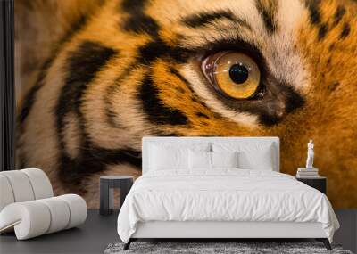 Close up of tiger face, Tiger head and fierce eyes - Image Wall mural