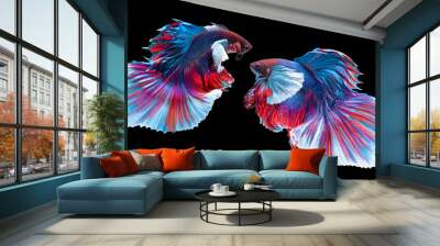 Close up of two blue red Betta fish. Beautiful Siamese fighting fish, Betta splendens isolated on black background, Studio shot. Wall mural