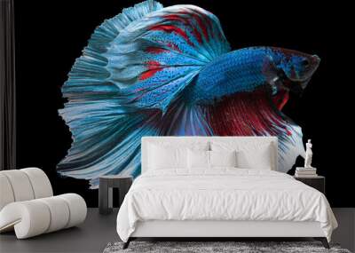 Rhythmic of red blue betta fish, Beautiful movement of Siamese fighting fish, Betta splendens, Halfmoon betta isolated on black background. Wall mural