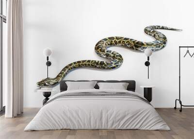 Anacondas snake on a white background. Wall mural