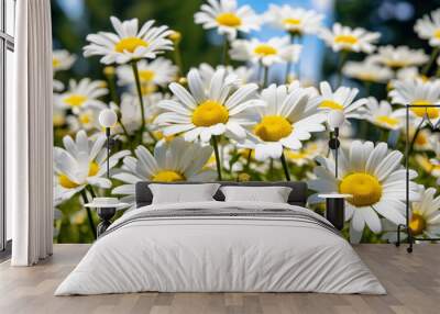 flowers daisies background summer nature field Wall mural