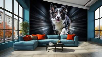 Sleek agile Border Collie in swift motion against stark black background with dynamic abstract motion blur Wall mural