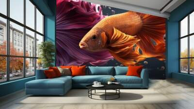 Vibrant Siamese Fighting Fish in Panoramic Display Wall mural