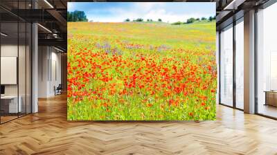 Poppy flowers in the tuscan countryside in Italy Wall mural